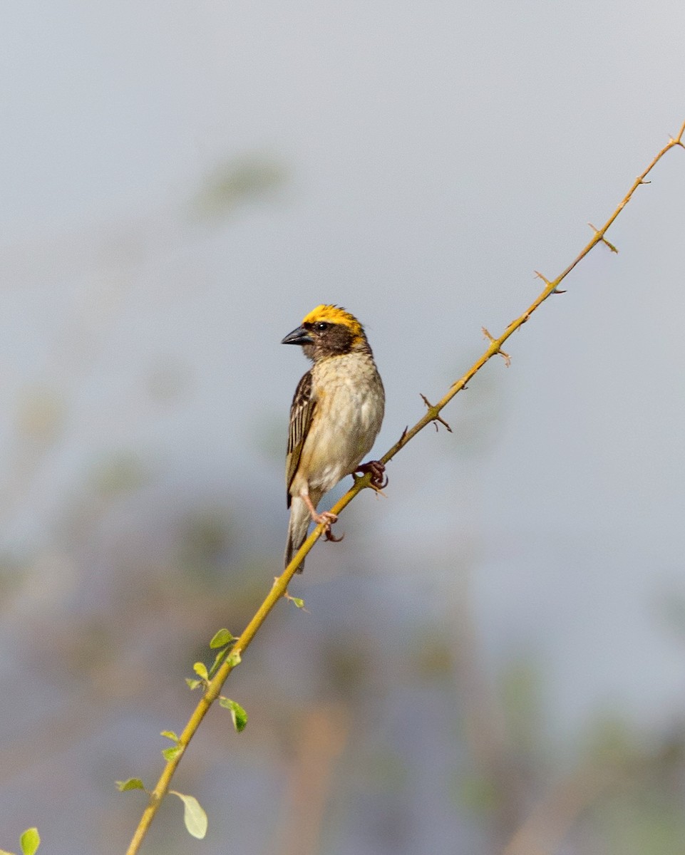 Baya Weaver - ML643750595