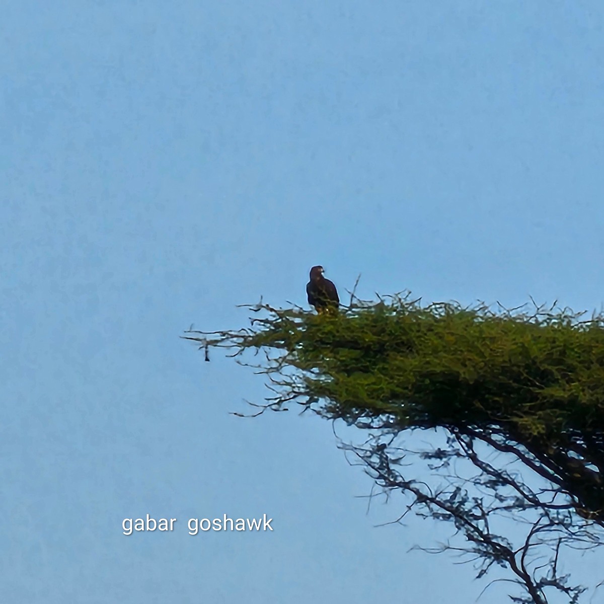 Gabar Goshawk - ML643750597