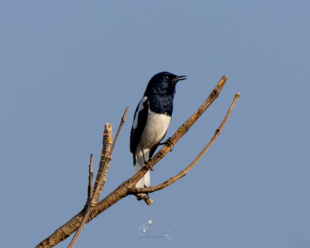 Oriental Magpie-Robin - ML643750605