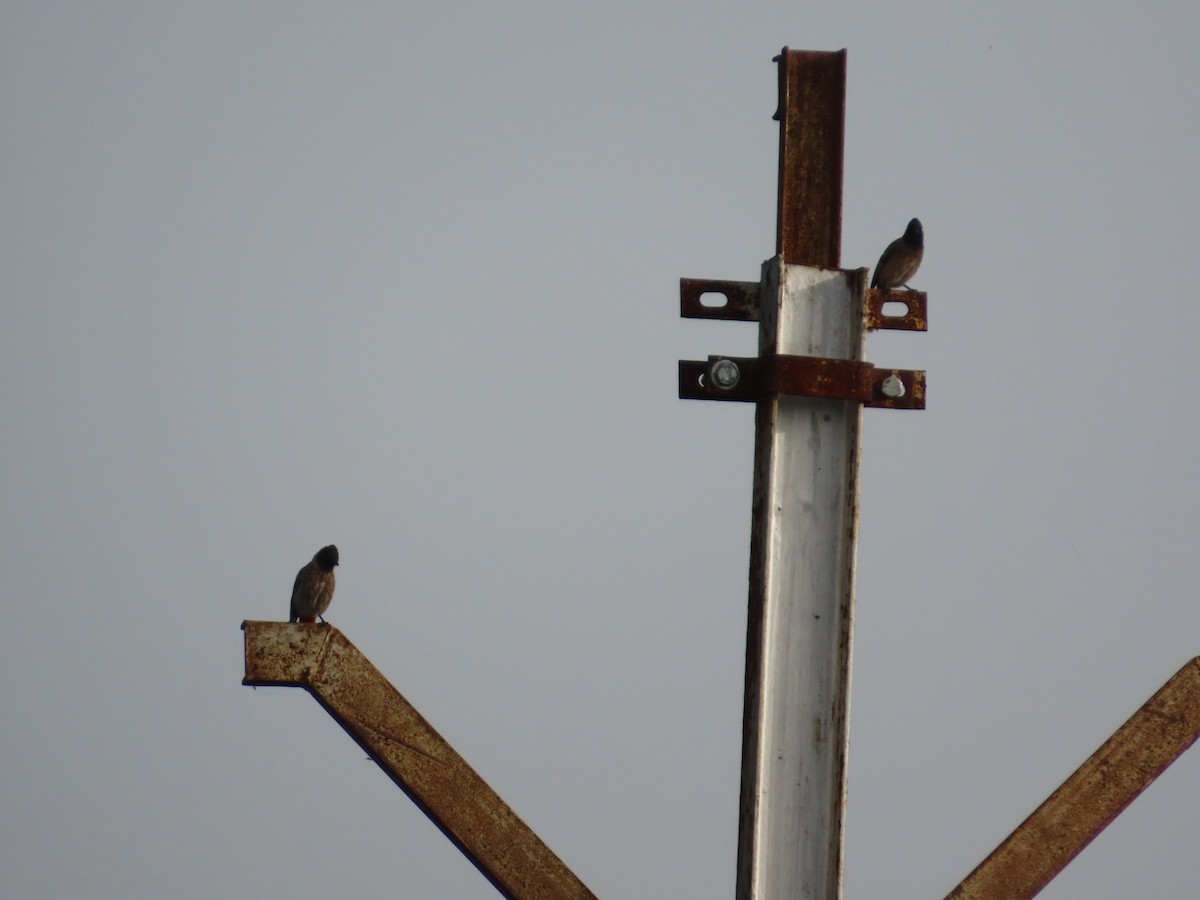 Red-vented Bulbul - ML643750607