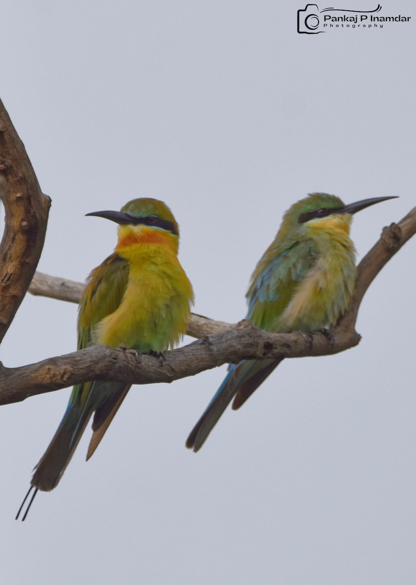 Blue-tailed Bee-eater - ML643750611