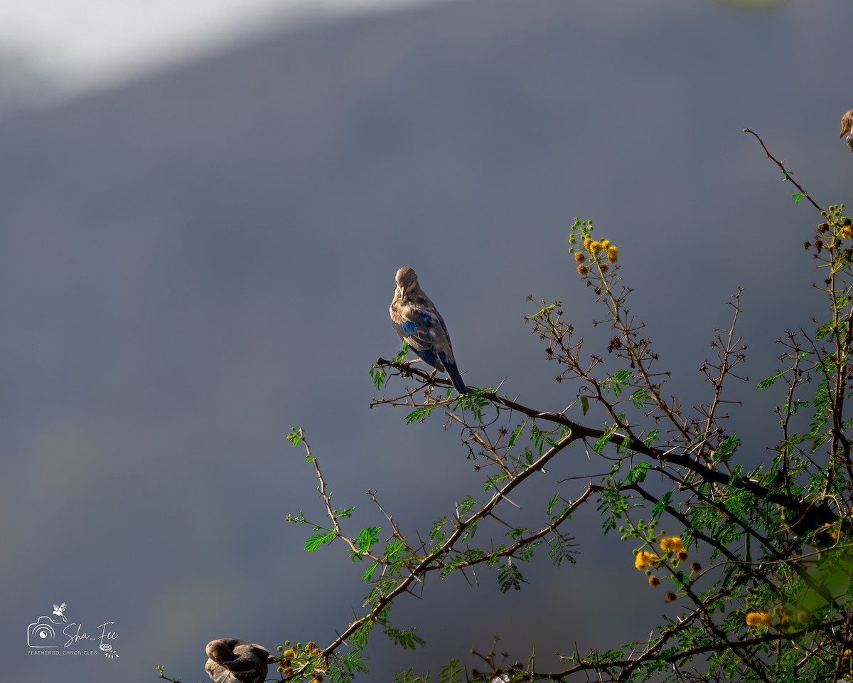 Rosy Starling - ML643750618