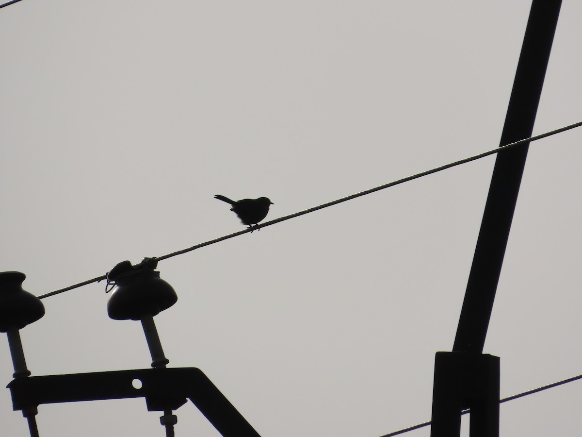 Indian Robin - ML643750621