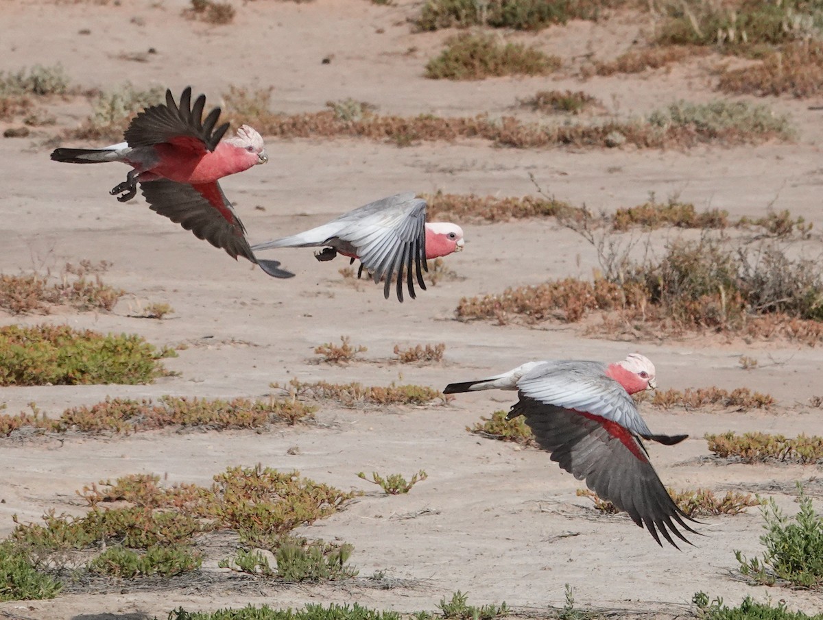 Galah - ML643750625