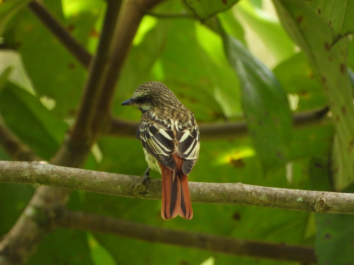 Sulphur-bellied Flycatcher - ML643750627