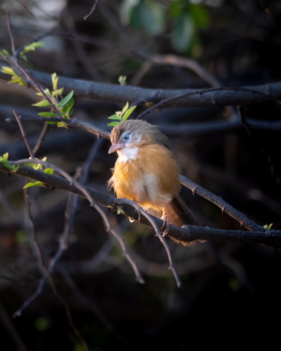 Tawny-bellied Babbler - ML643750629