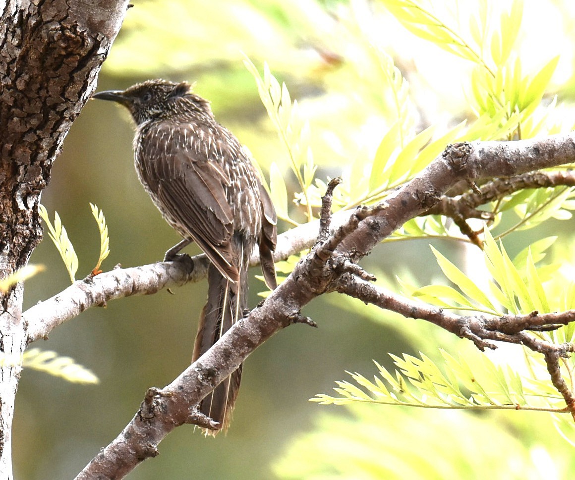 Little Wattlebird - ML643750630