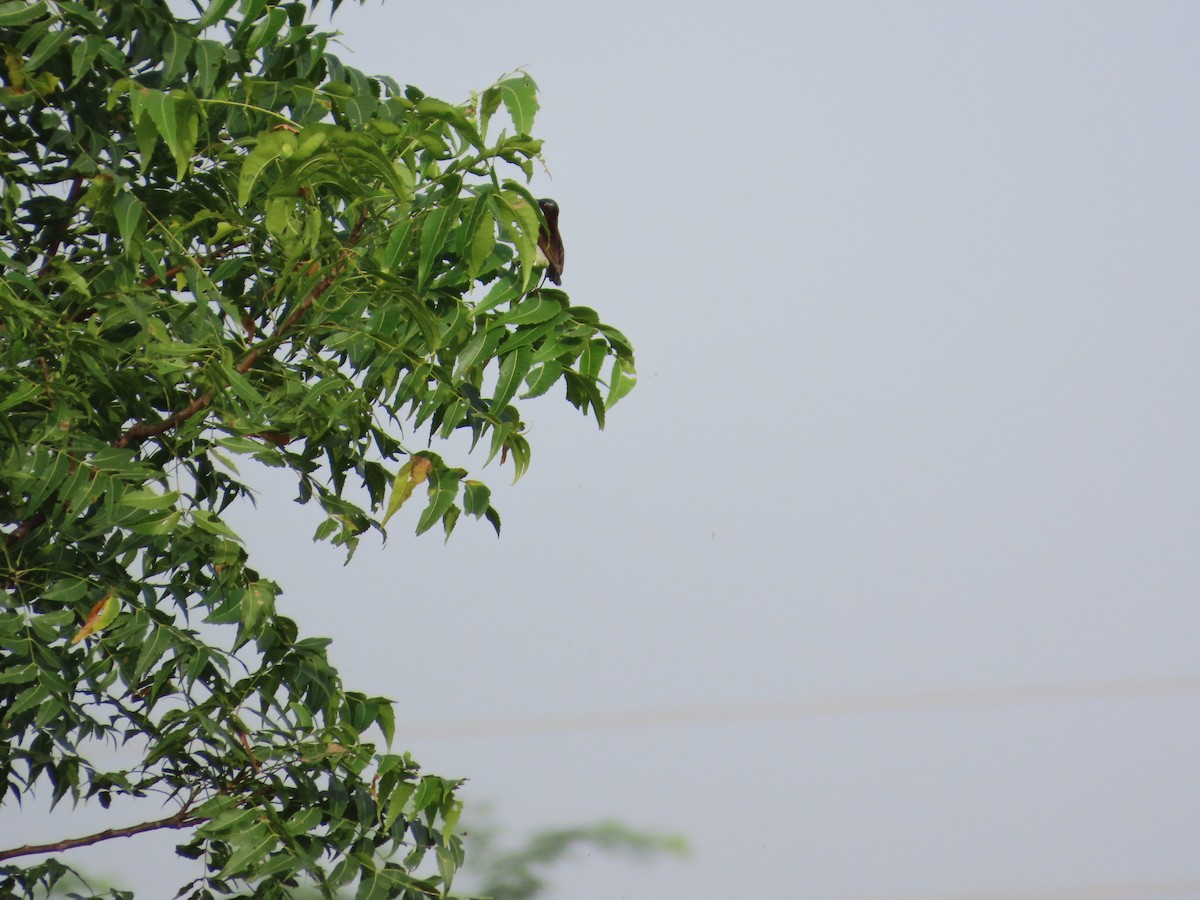 Purple-rumped Sunbird - ML643750631