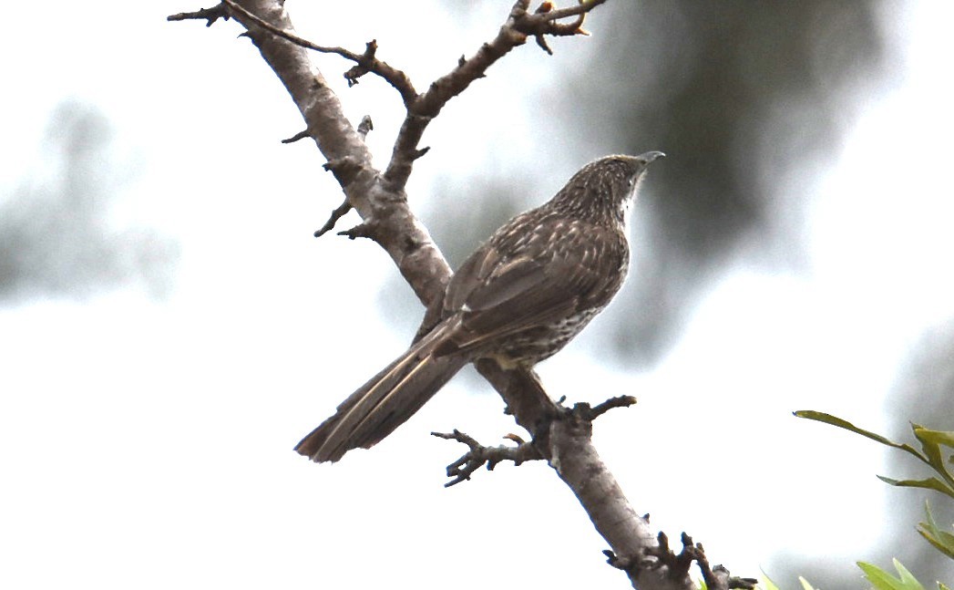 Little Wattlebird - ML643750633