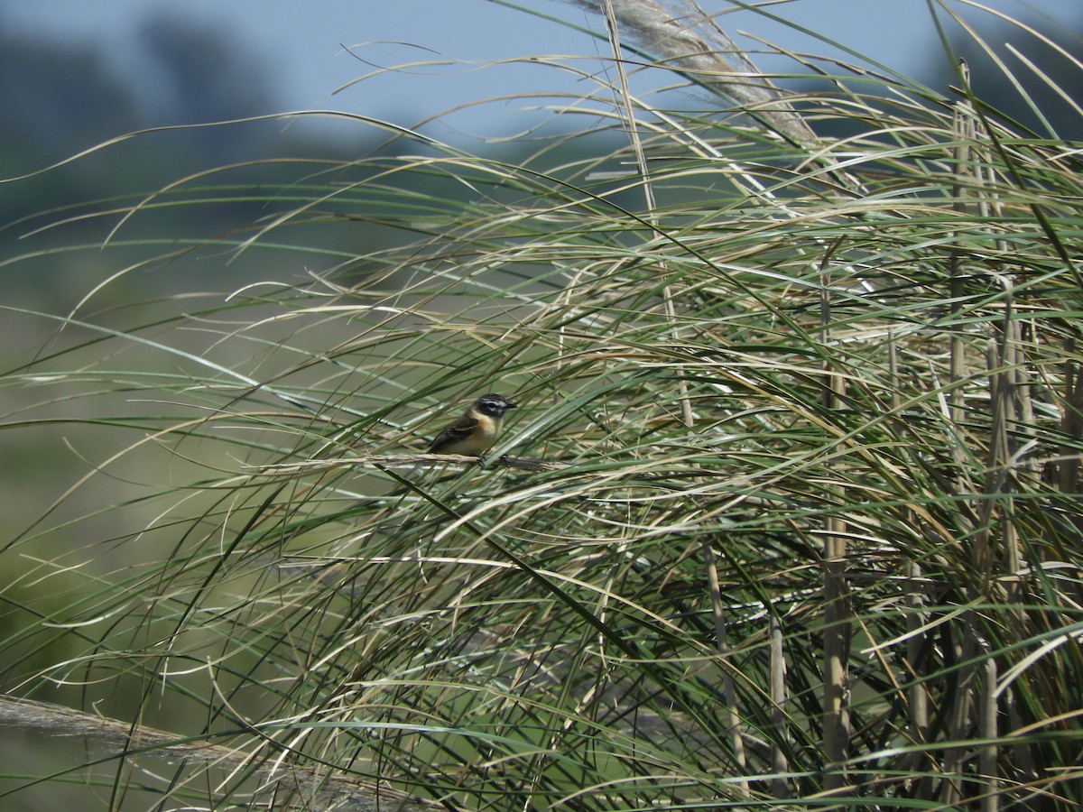 Streifenkinn-Grastyrann - ML643750644