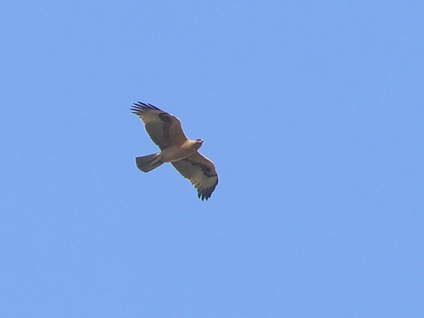 Habichtsadler - ML643750649