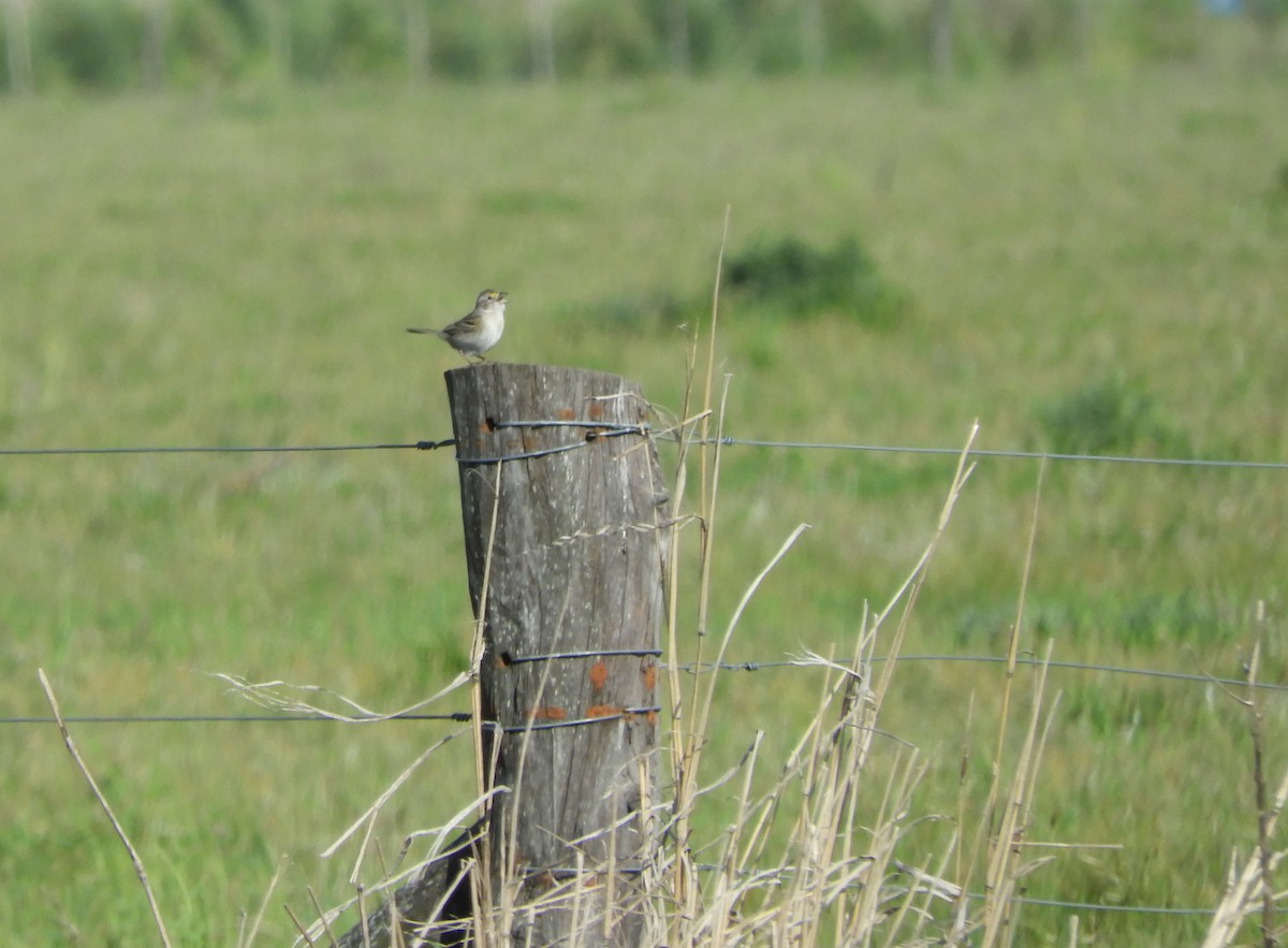 Grassland Sparrow - ML643750670