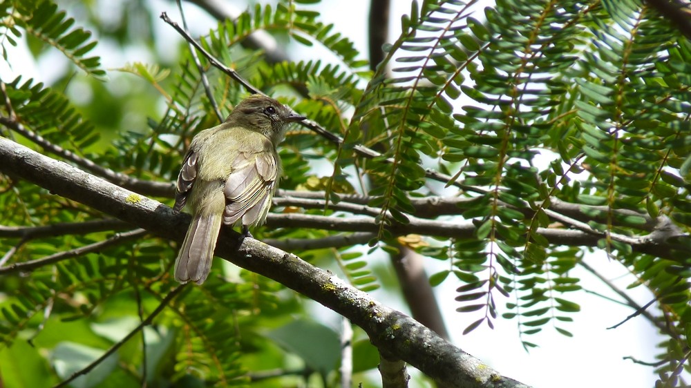 Greenish Elaenia - ML643750679