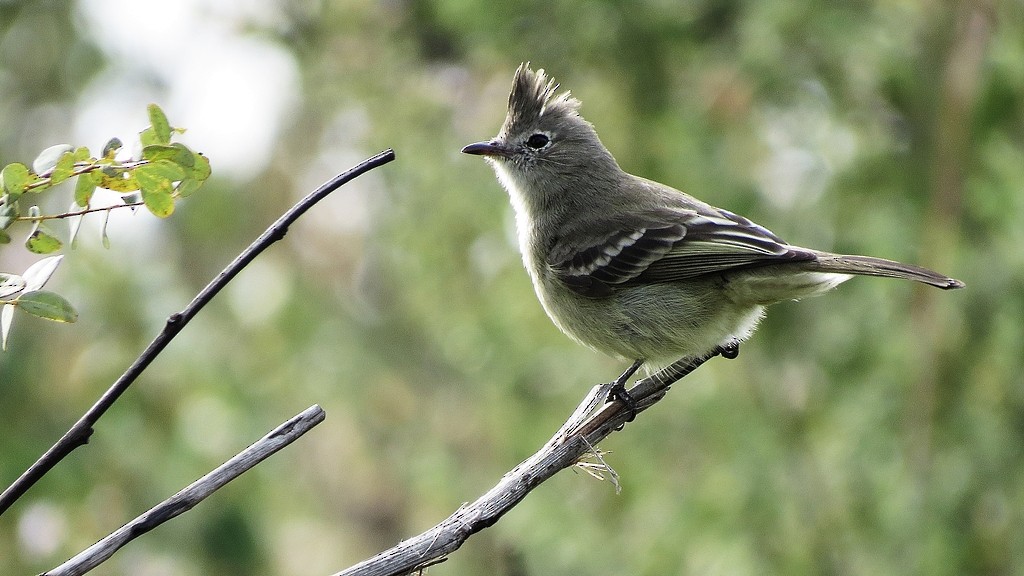 Plain-crested Elaenia - ML643750683