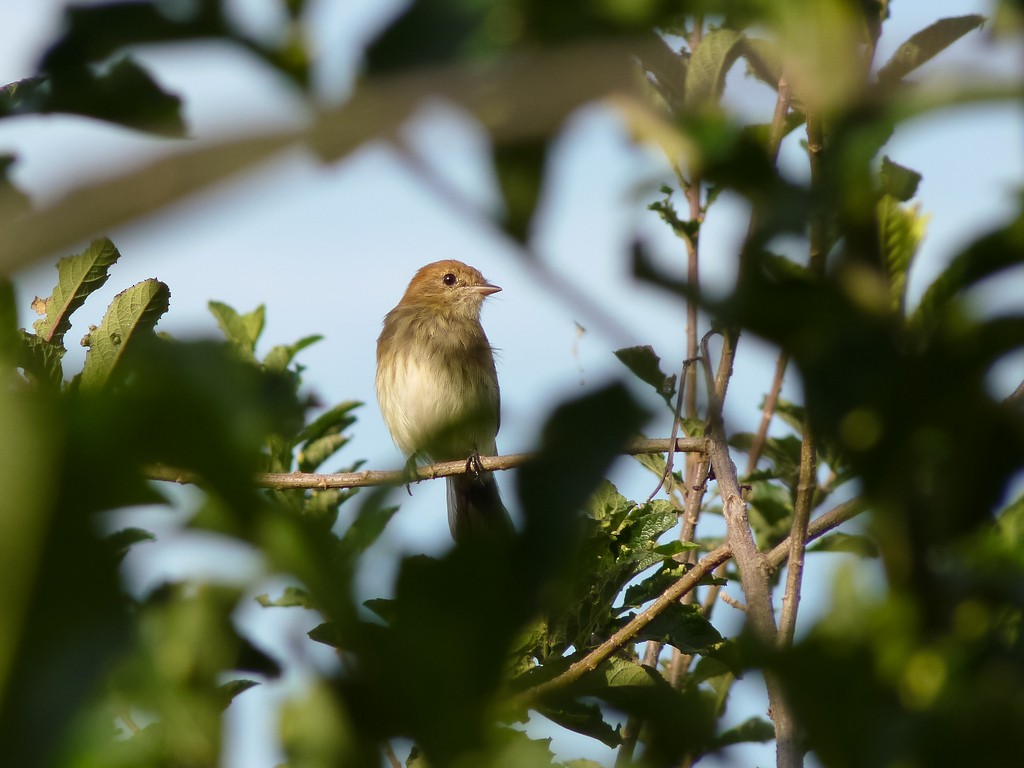 Bran-colored Flycatcher - ML643750688