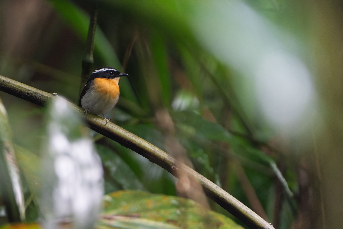 Rufous-chested Flycatcher - ML643750702