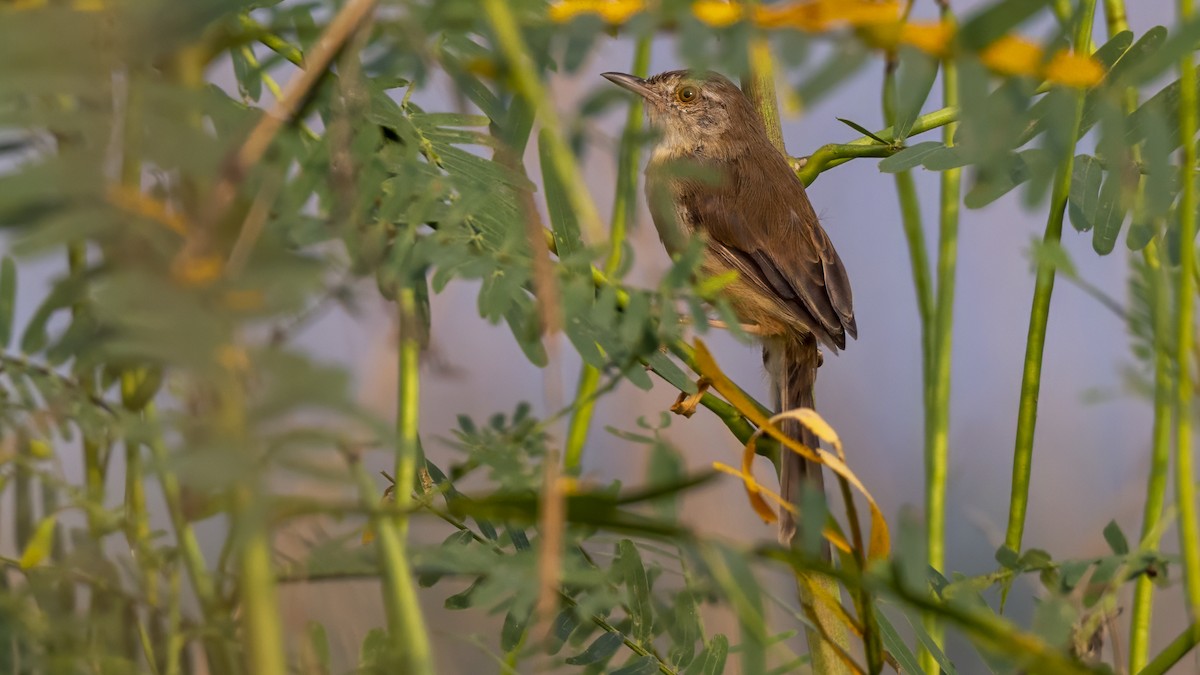 Plain Prinia - ML643750711
