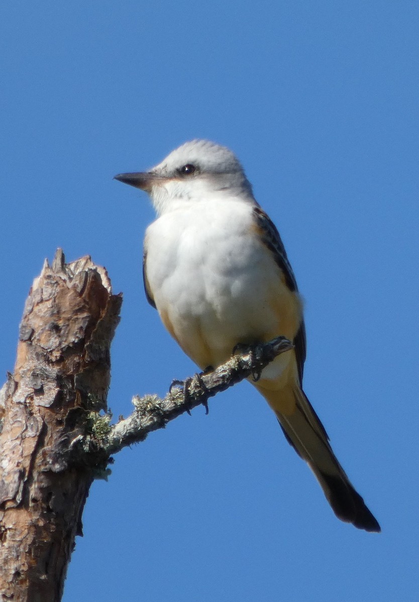 Scissor-tailed Flycatcher - ML643750713