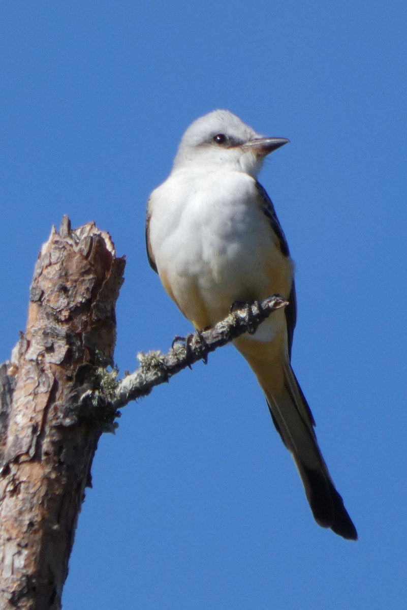 Scissor-tailed Flycatcher - ML643750714