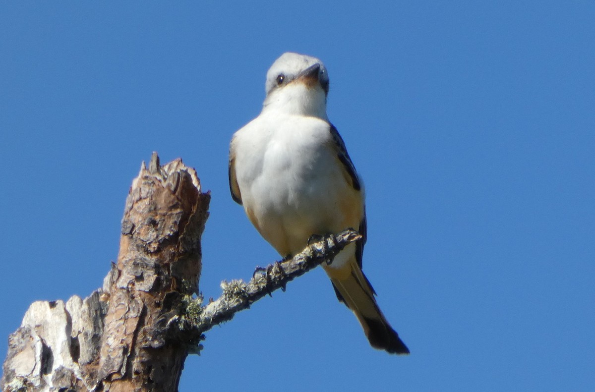 Scissor-tailed Flycatcher - ML643750715