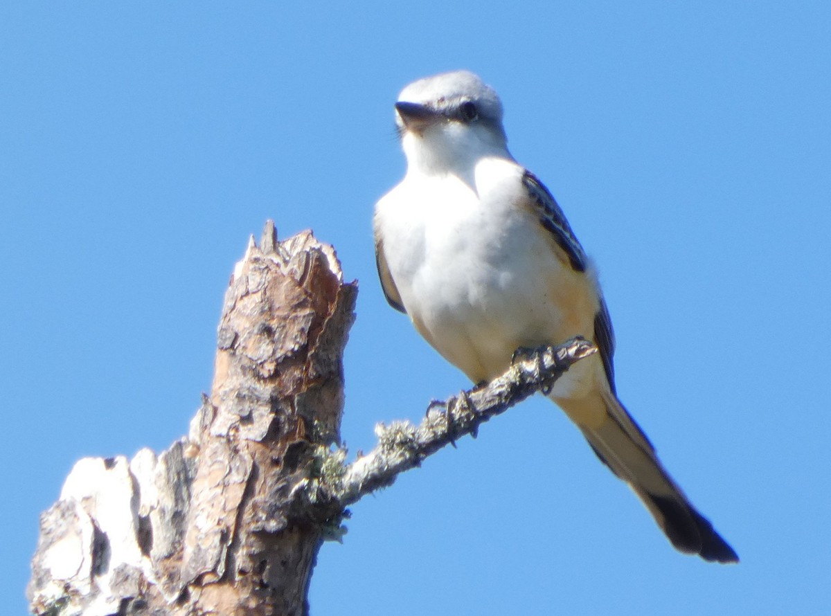 Scissor-tailed Flycatcher - ML643750716