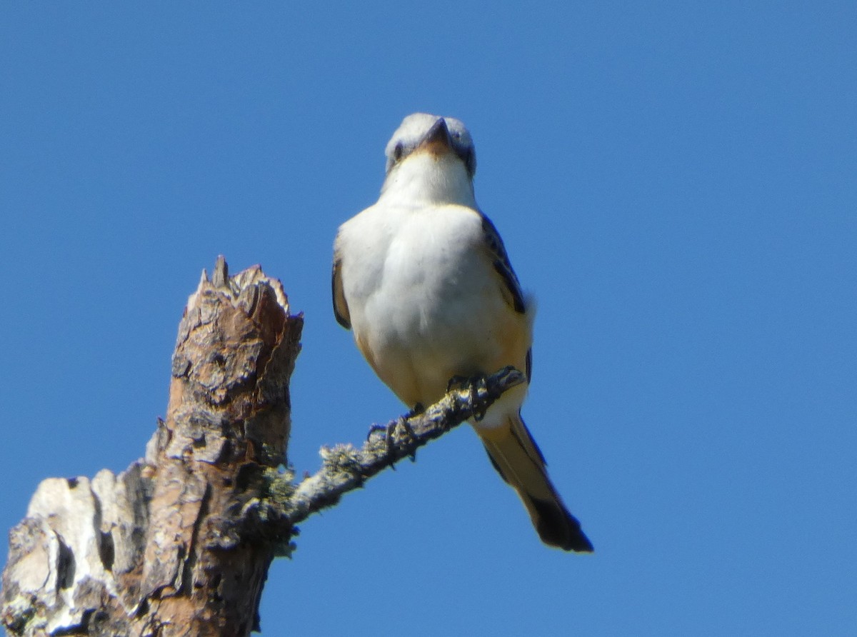 Scissor-tailed Flycatcher - ML643750717