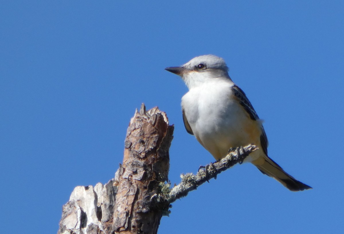 Scissor-tailed Flycatcher - ML643750718