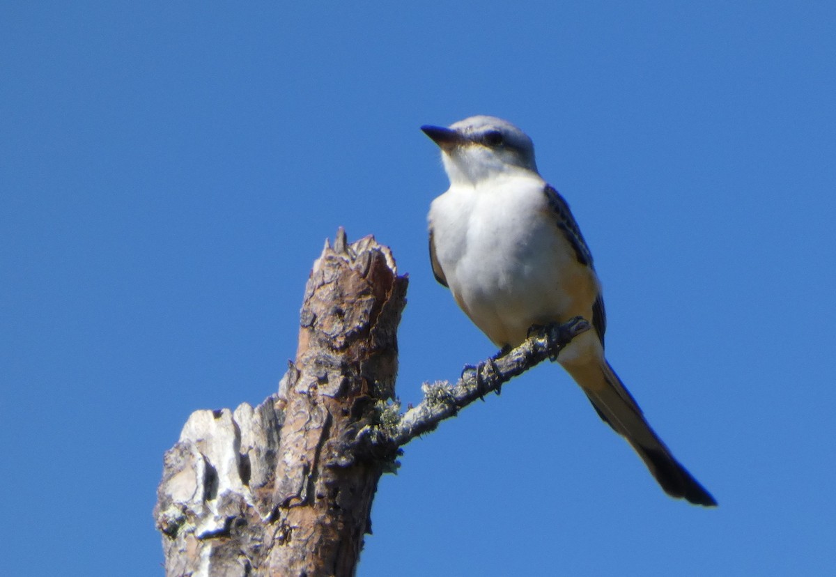 Scissor-tailed Flycatcher - ML643750719