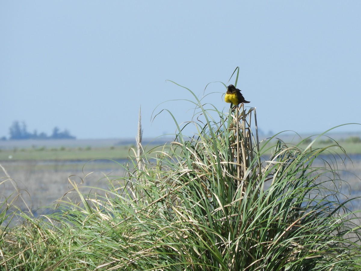 brungumptrupial - ML643750720