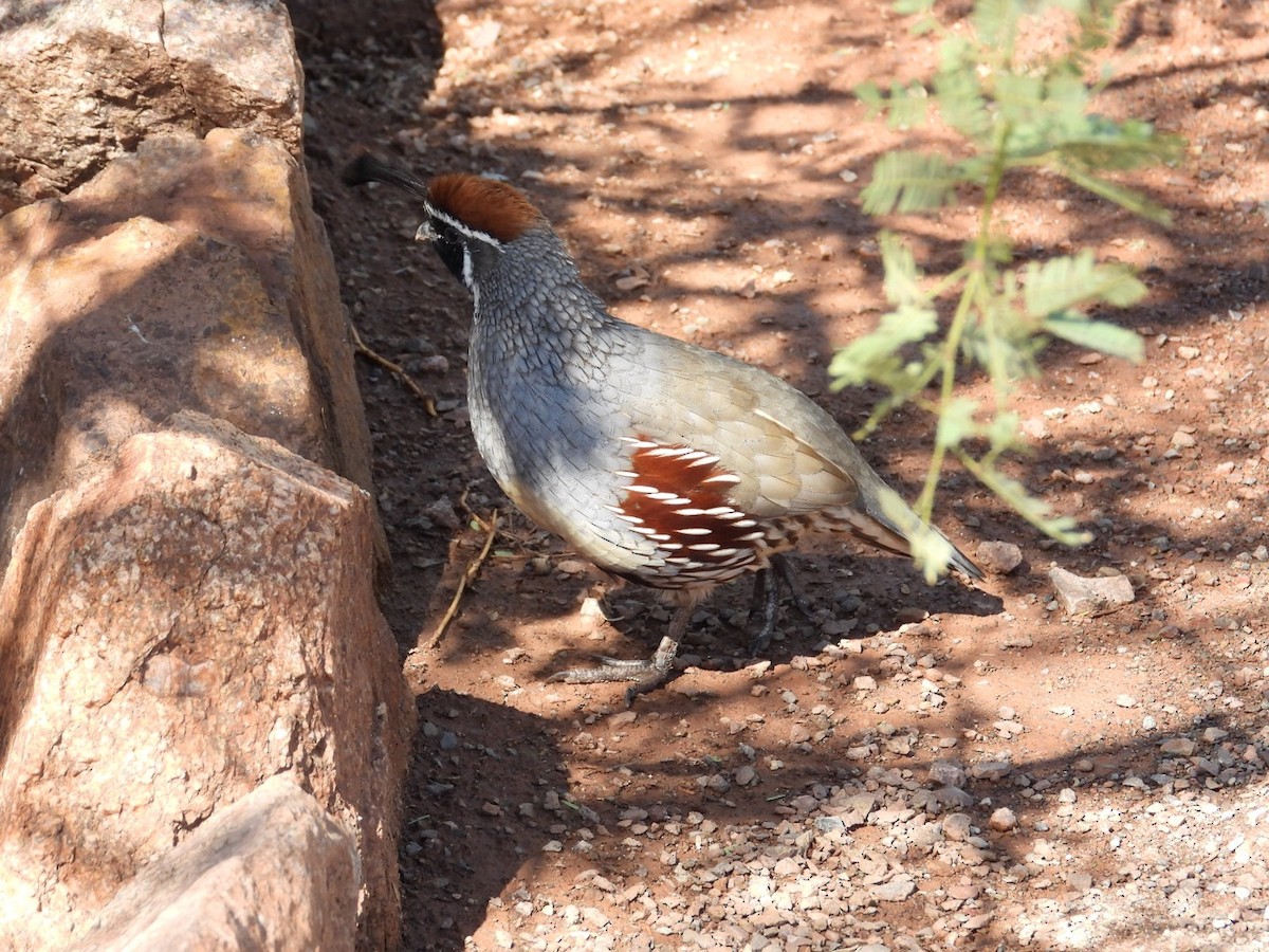 Gambel's Quail - ML643750721