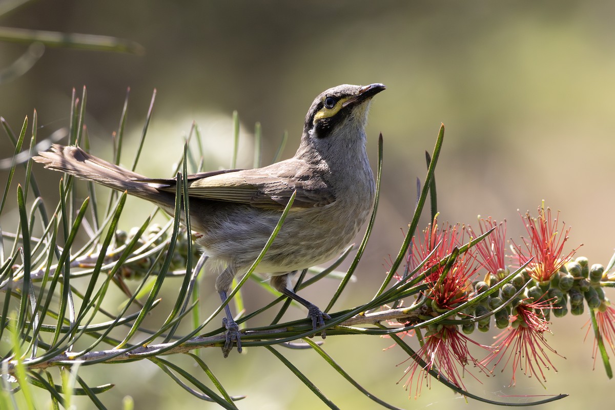 Yellow-faced Honeyeater - ML643750726