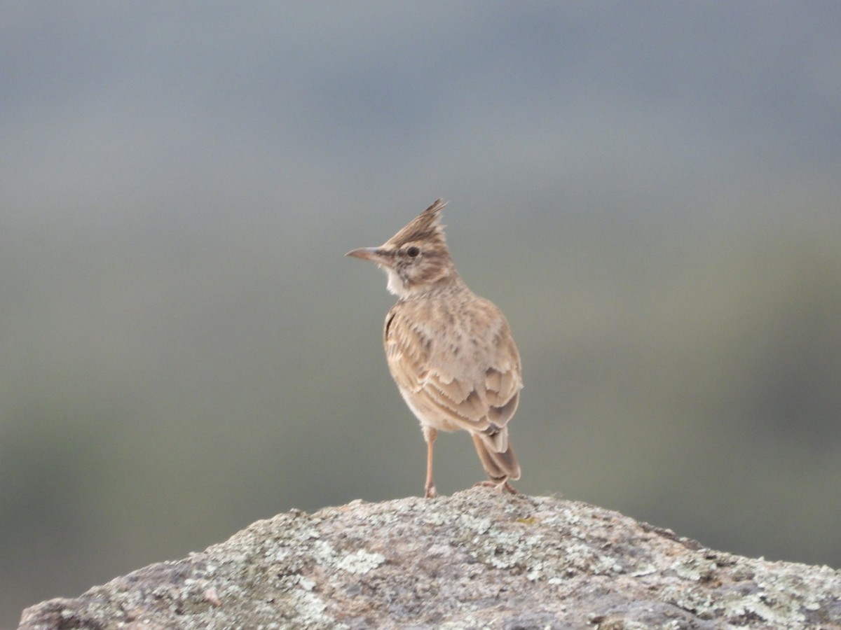 Crested Lark - ML643750729