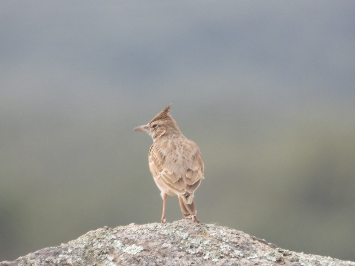 Crested Lark - ML643750730