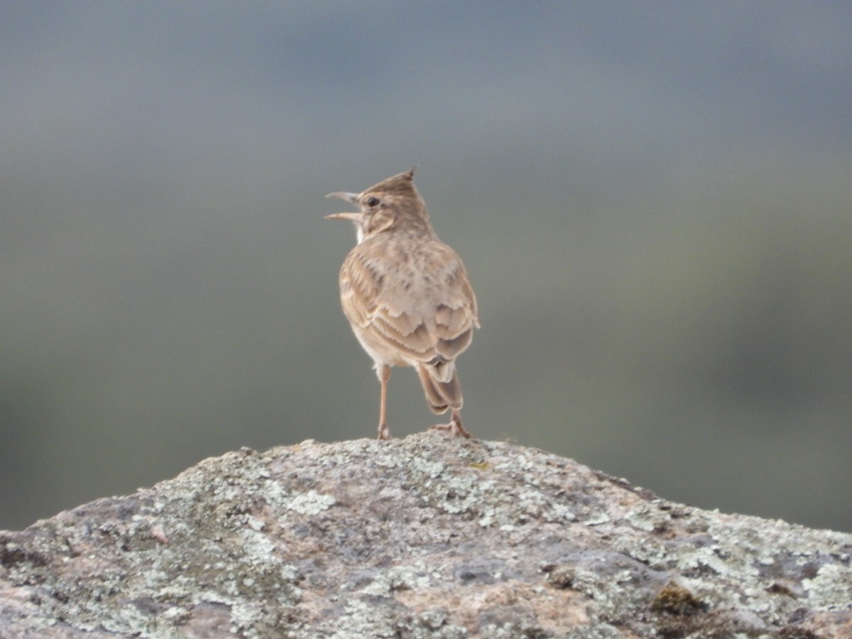 Crested Lark - ML643750731