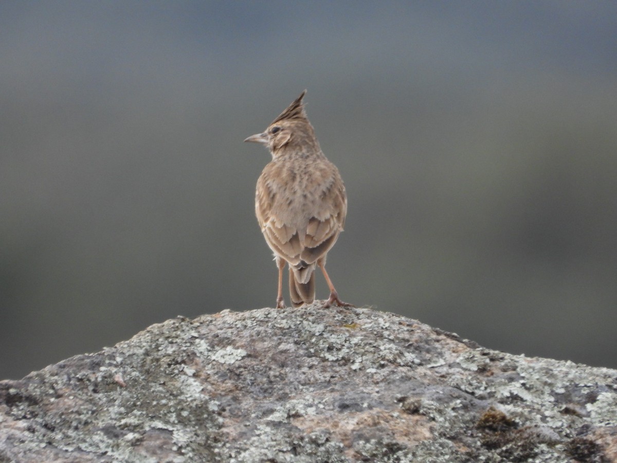 Crested Lark - ML643750732
