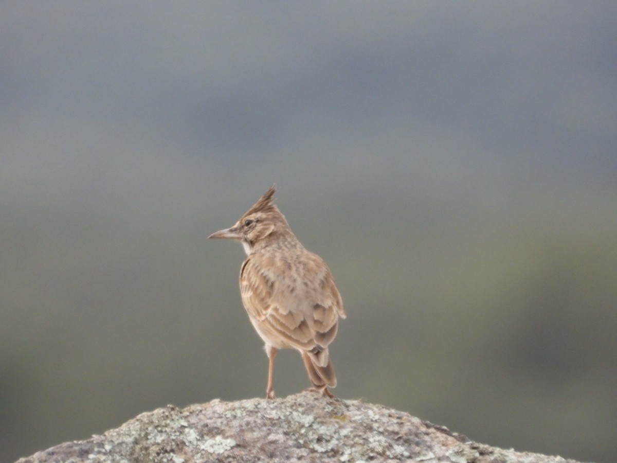 Crested Lark - ML643750733