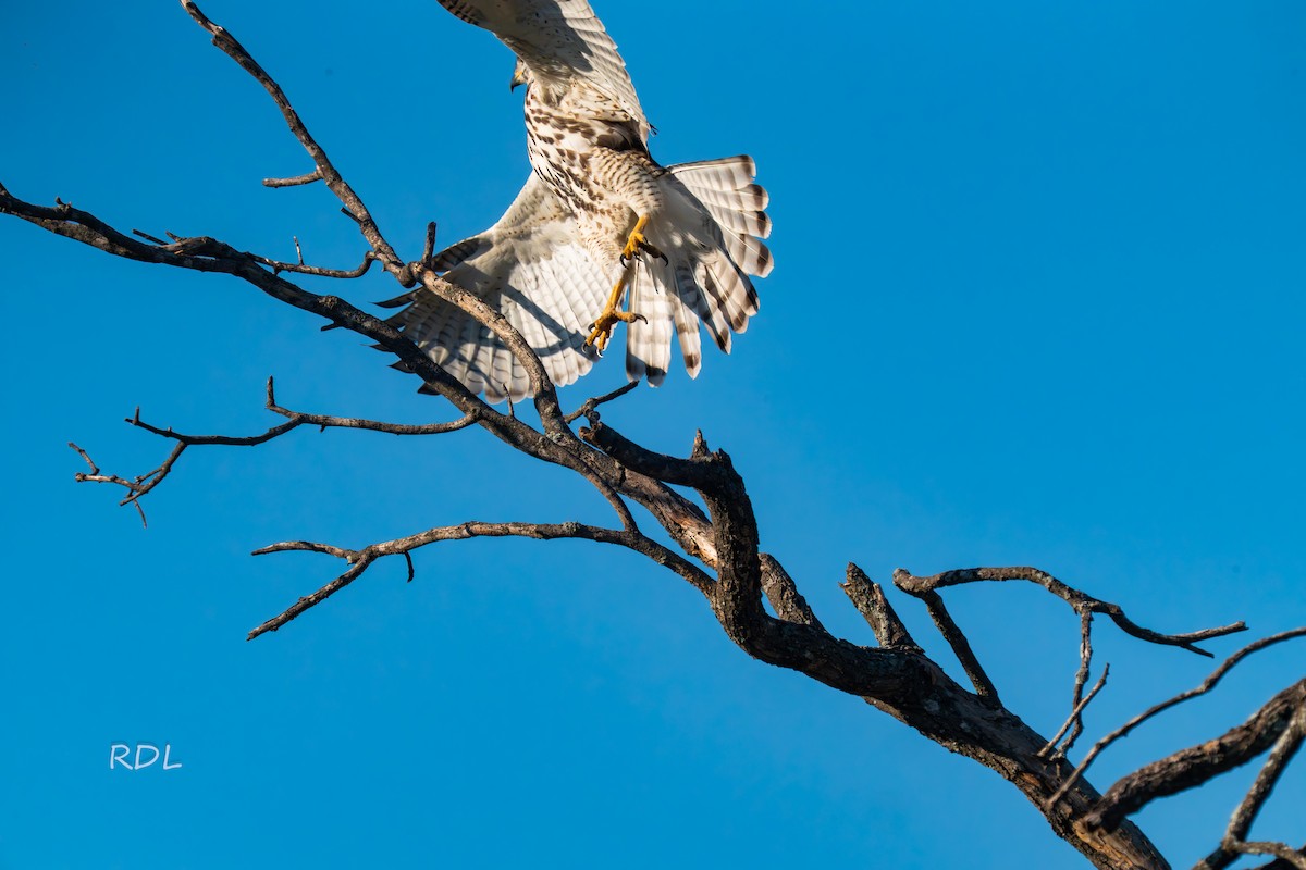 Gray Hawk - ML643750735