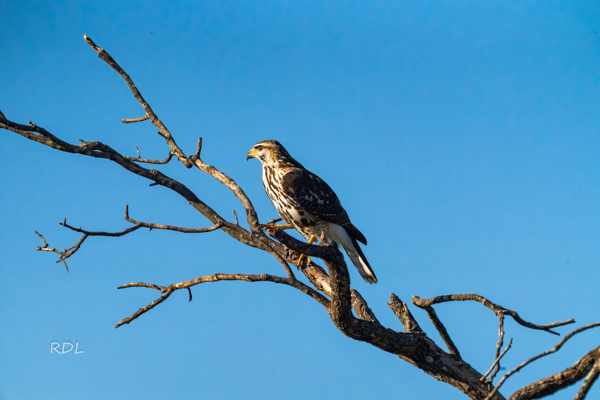 Gray Hawk - ML643750736