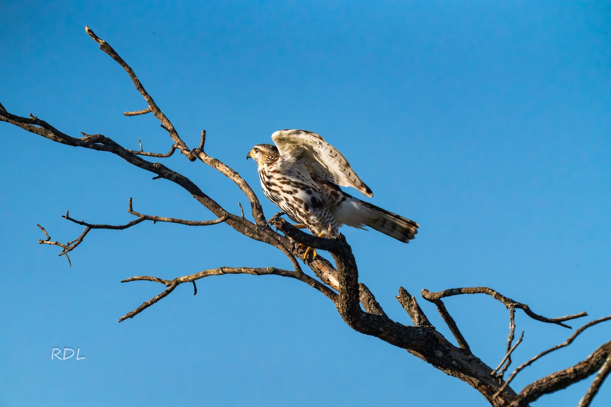 Gray Hawk - ML643750737