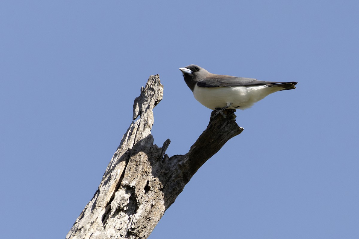 White-breasted Woodswallow - ML643750738