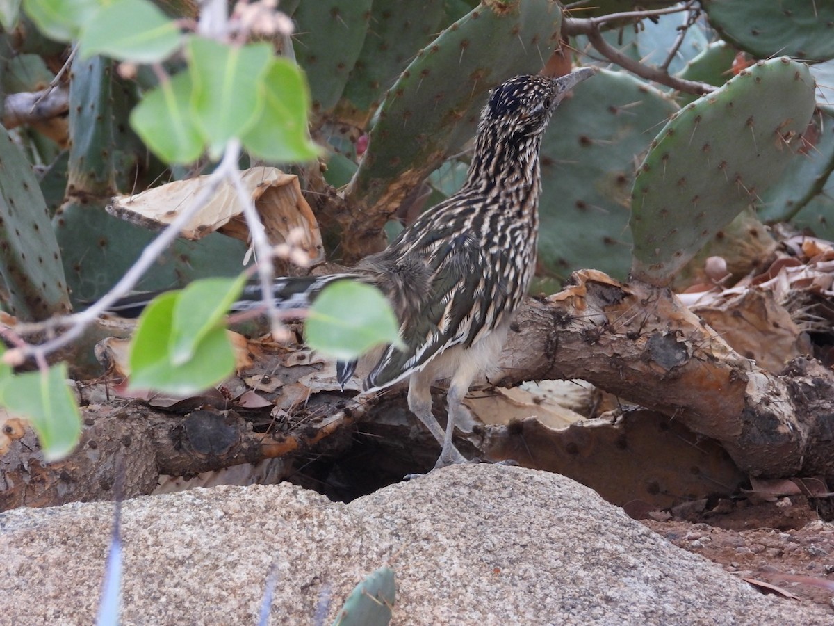 Greater Roadrunner - ML643750739