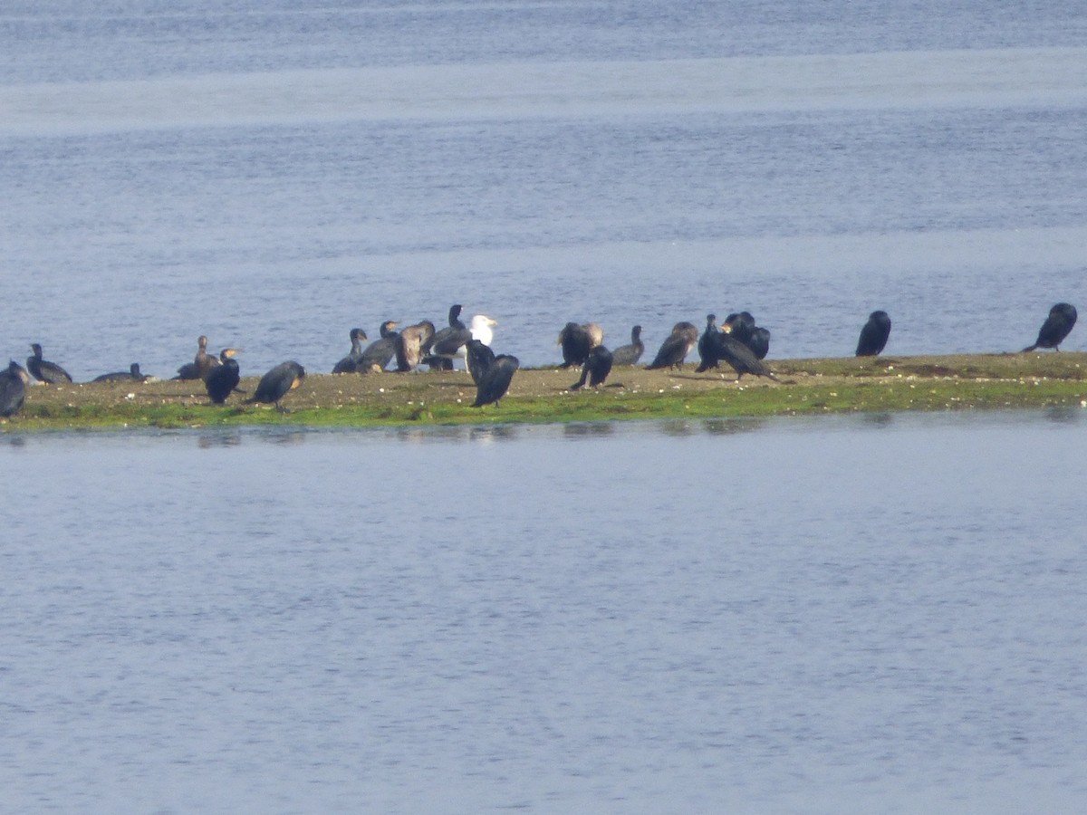 Great Cormorant - ML643750740