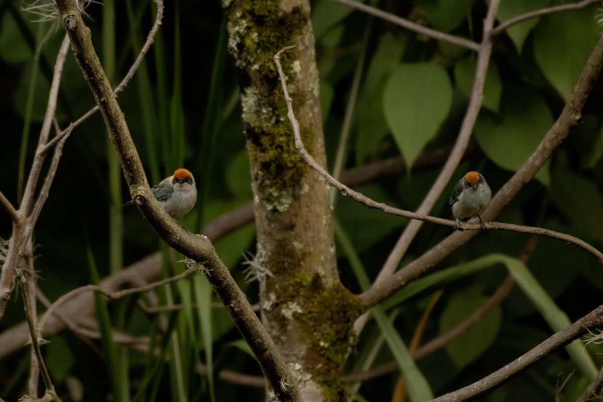 Scrub Tanager - ML643750741