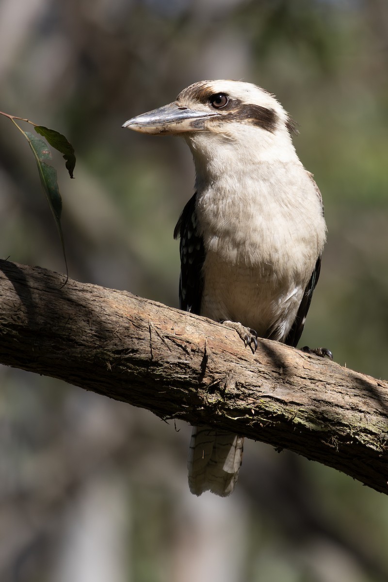 Laughing Kookaburra - ML643750743