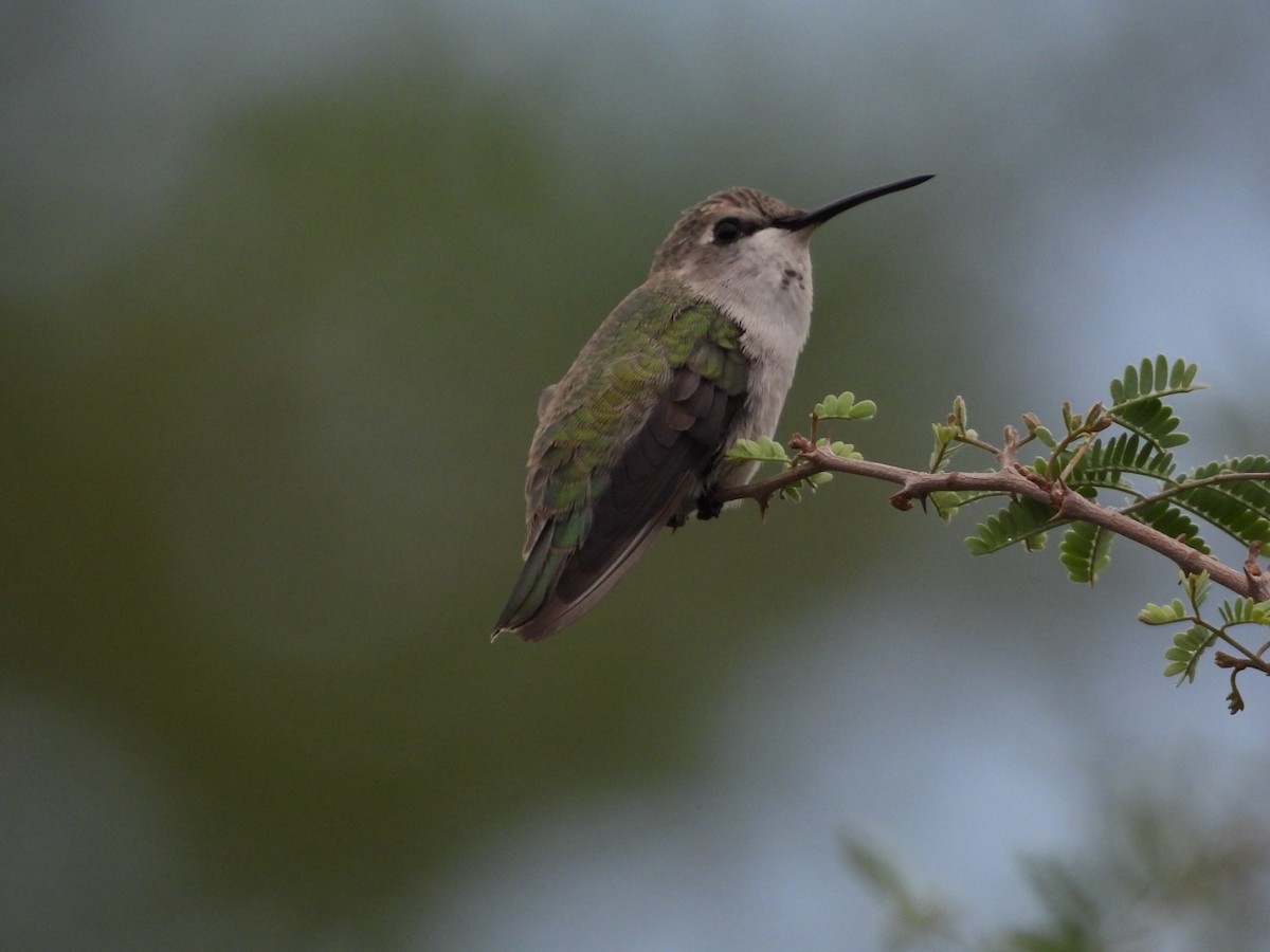 Costa's Hummingbird - ML643750744