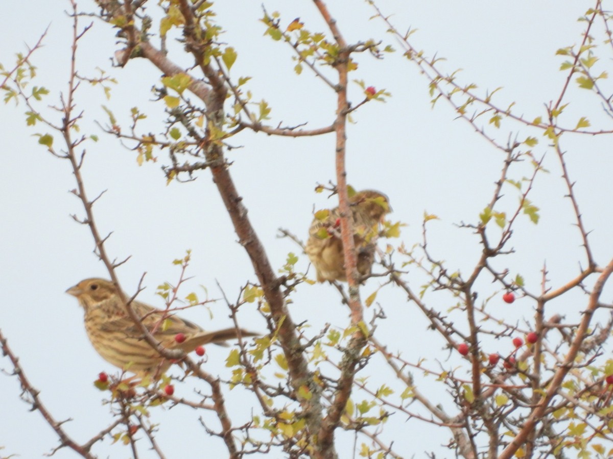 Corn Bunting - ML643750746