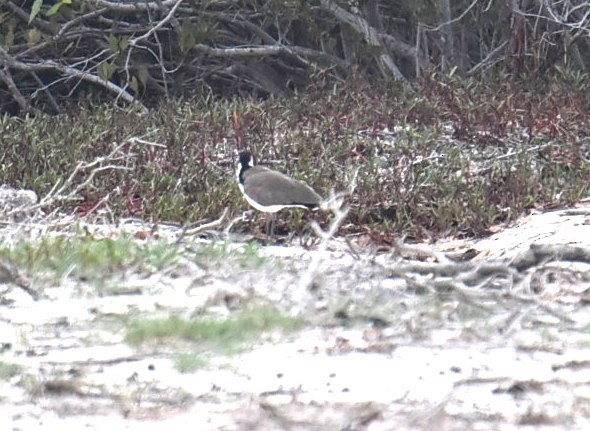 Beach Thick-knee - ML643750749