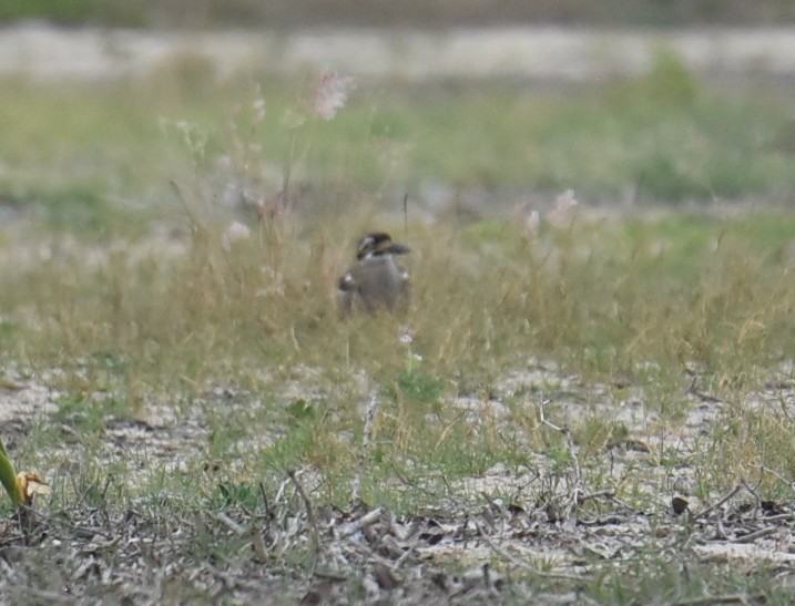 Beach Thick-knee - ML643750750