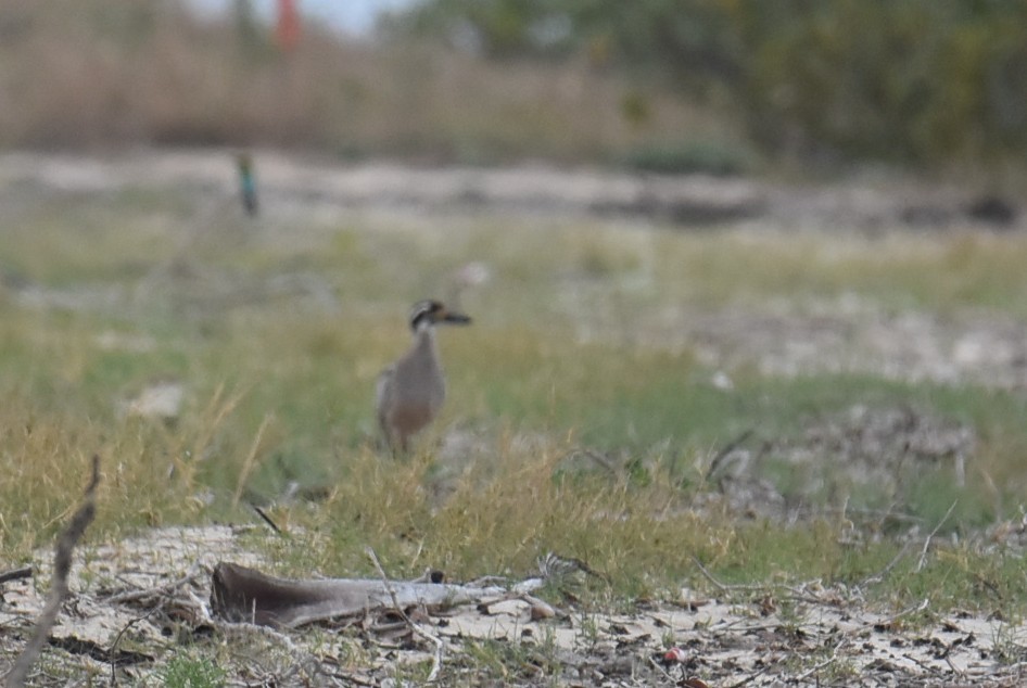Beach Thick-knee - ML643750751