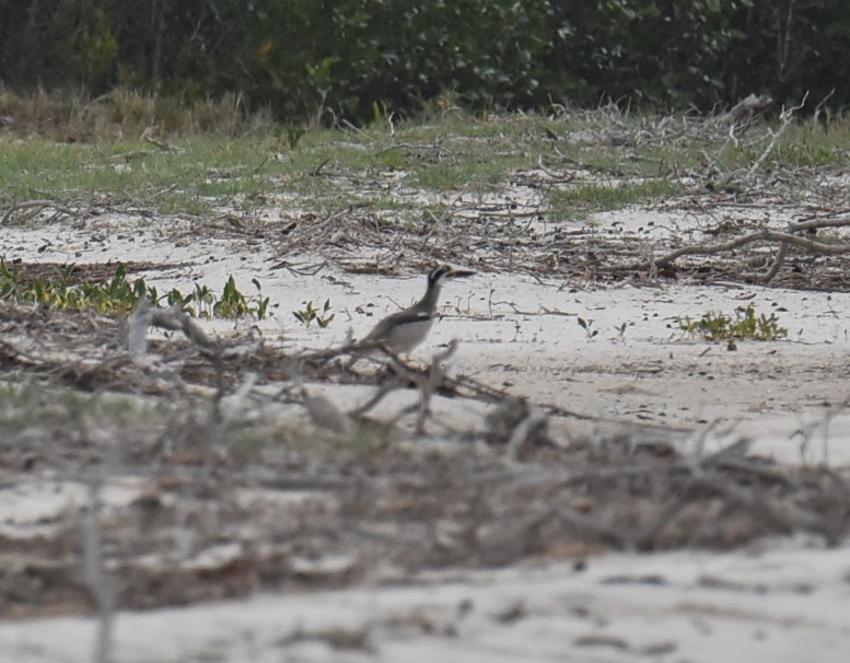 Beach Thick-knee - ML643750752